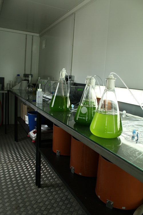 laboratoire culture algues