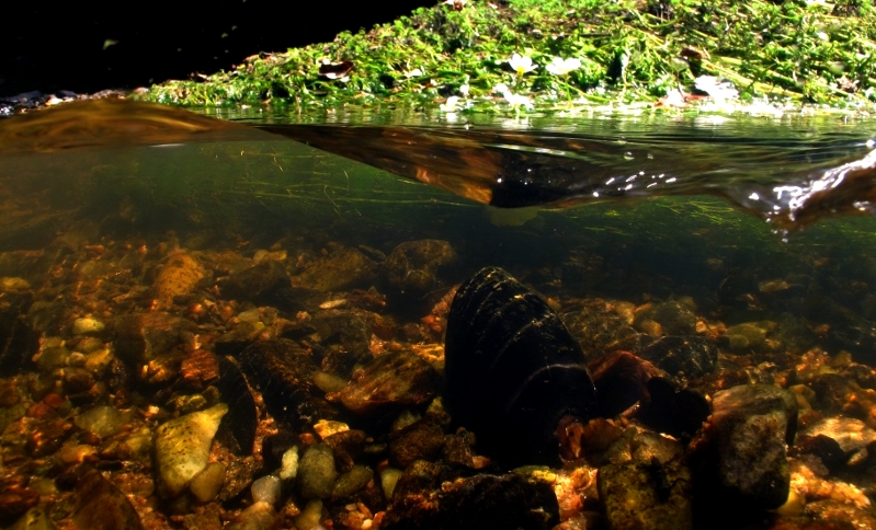 Photographie d'une Moule perlière Margaritifera margaritifera dans la Dronne (Charlie Pichon, PNRPL)