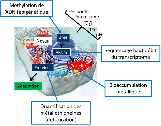 Schéma de la réponse cellulaire