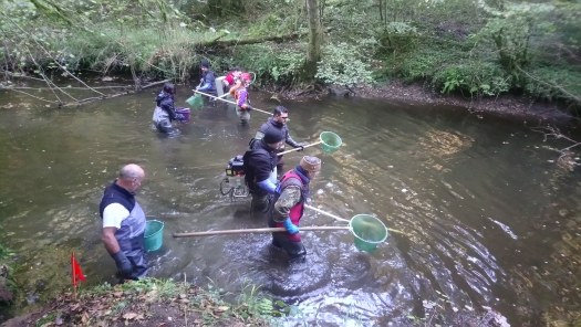 une dizaine de personnes se déplacent dans le cours d'eau pour la pêche électrique sur a Dronne