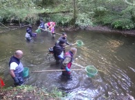 une dizaine de personnes se déplacent dans le cours d'eau pour la pêche électrique sur a Dronne